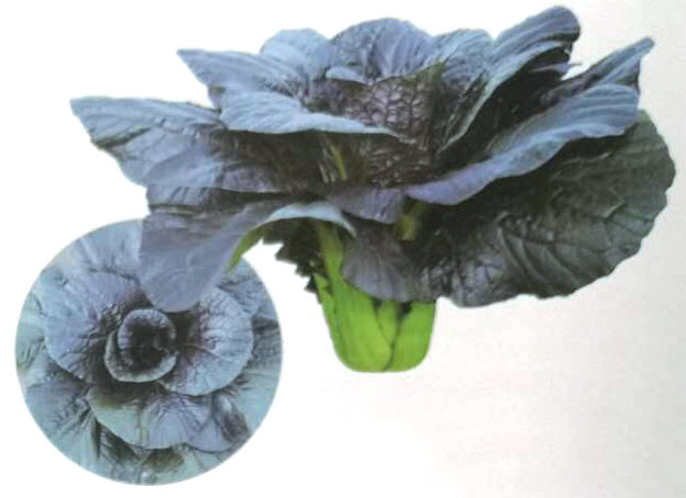 紫油白菜——紫红保健菜